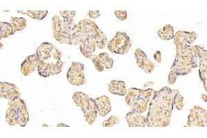 Detection of AT in Human Placenta Tissue using Monoclonal Antibody to Antithrombin (AT) (SERPINC1 Antikörper)