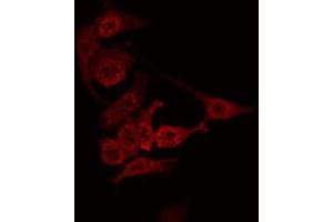ABIN6274849 staining Hela by IF/ICC. (ANGPTL7 Antikörper  (C-Term))