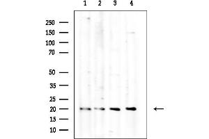 Western blot analysis of lysates from various samples, using Profilin 1 Mouse Monoclonal Antibody at 1/1000 dilution.