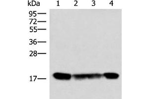 Western blot analysis of 293T and 231 cell lysates using PEMT Polyclonal Antibody at dilution of 1:800 (PEMT Antikörper)