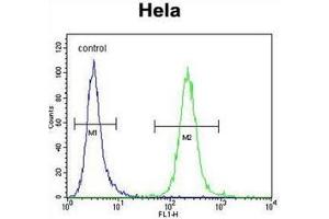 Flow cytometric analysis of Hela cells using POLR1B Antibody (N-term) Cat.