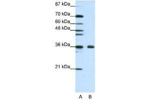 WB Suggested Anti-FBL  Antibody Titration: 1. (Fibrillarin Antikörper  (N-Term))