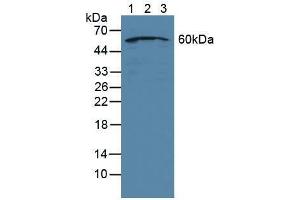 Western blot analysis of (1) Human Jurkat Cells, (2) Human HeLa cells and (3) Human HepG2 Cells. (NUP50 Antikörper  (AA 37-269))