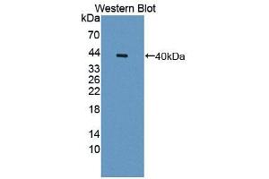 Western blot analysis of recombinant Human OTUB1. (OTUB1 Antikörper  (AA 1-271))