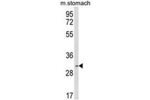 Western blot analysis of SFRS2 Antibody (Center) in mouse stomach tissue lysates (35ug/lane).