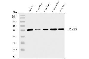 Western blot analysis of PD1/Pdcd1 using anti-PD1/Pdcd1 antibody (ABIN7601831).