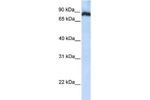 WB Suggested Anti-TAF1C Antibody Titration: 0. (TAF1C Antikörper  (N-Term))