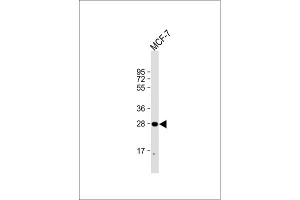 H1 Histone Family, Member N, Testis-Specific (H1FNT) (AA 59-93) antibody