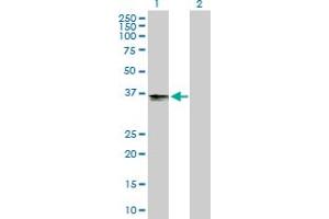 Western Blot analysis of B3GAT3 expression in transfected 293T cell line by B3GAT3 MaxPab polyclonal antibody. (B3GAT3 Antikörper  (AA 1-335))