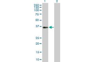 Western Blot analysis of B3GAT3 expression in transfected 293T cell line by B3GAT3 MaxPab polyclonal antibody.