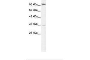 Image no. 2 for anti-Aryl Hydrocarbon Receptor (AHR) (AA 78-127) antibody (ABIN202935) (Aryl Hydrocarbon Receptor Antikörper  (AA 78-127))