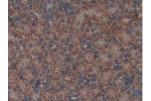 Immunohistochemistry (IHC) image for anti-Apolipoprotein A-II (APOA2) (AA 24-102) antibody (ABIN1077817)