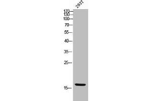 Western Blot analysis of 293T cells using Epigen Polyclonal Antibody (Epigen Antikörper  (Internal Region))