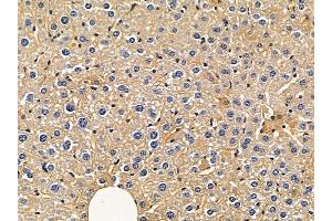 ABIN6263822 and ABIN6272378 at 1/100 staining mouse liver tissue by IHC-P. (OMG Antikörper  (Internal Region))