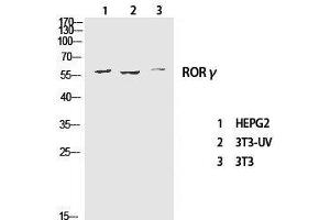 Western Blot analysis of various cells using RORC Polyclonal Antibody at dilution of 1:1000. (RORC Antikörper)