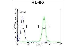 PRSS3 Antibody (Center) (ABIN655869 and ABIN2845275) flow cytometric analysis of HL-60 cells (right histogram) compared to a negative control cell (left histogram). (PRSS3 Antikörper  (AA 136-163))