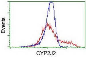 HEK293T cells transfected with either RC207417 overexpress plasmid (Red) or empty vector control plasmid (Blue) were immunostained by anti-CYP2J2 antibody (ABIN2454990), and then analyzed by flow cytometry. (CYP2J2 Antikörper)