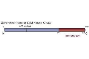 Image no. 3 for anti-CaM Kinase Kinase (AA 341-504) antibody (ABIN968029) (CaM Kinase Kinase (AA 341-504) Antikörper)