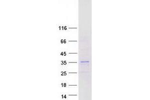 Western Blotting (WB) image for Hairy and Enhancer of Split 4 (HES4) (Transcript Variant 1) protein (Myc-DYKDDDDK Tag) (ABIN2722664)