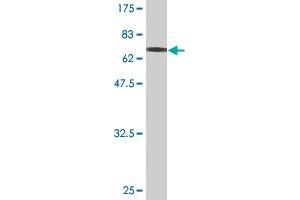 Western Blotting (WB) image for anti-Tubulin, beta 2A (TUBB2A) (AA 1-445) antibody (ABIN521144)