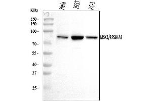 Western blot analysis of MSK2/RSK-B/RPS6KA4 using anti-MSK2/RSK-B/RPS6KA4 antibody (ABIN7601238).