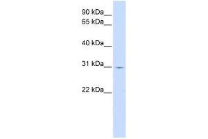 ZNF501 antibody used at 0. (ZNF501 Antikörper  (C-Term))