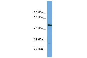 PNMAL1 antibody used at 1 ug/ml to detect target protein. (PNMA-Like 1 Antikörper  (Middle Region))