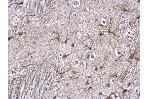 IHC-P Image GFAP antibody detects GFAP protein at astrocyte on mouse fore brain by immunohistochemical analysis. (GFAP Antikörper)