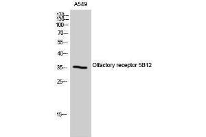 Western Blotting (WB) image for anti-Olfactory Receptor, Family 5, Subfamily B, Member 12 (OR5B12) (Internal Region) antibody (ABIN3186149) (OR5B12 Antikörper  (Internal Region))