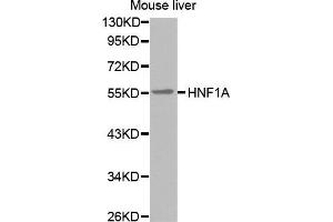 Western Blotting (WB) image for anti-HNF1 Homeobox A (HNF1A) antibody (ABIN6220050) (HNF1A Antikörper)