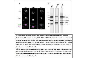 Immunofluorescence (IF) image for anti-Nucleoporin 98kDa (NUP98) (FGxxN Motif), (N-Term) antibody (ABIN2452065)