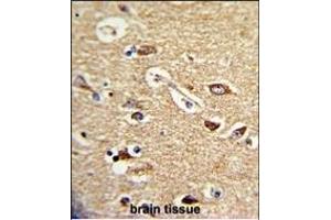 Formalin-fixed and paraffin-embedded human brain tissue reacted with TOA Antibody (C-term), which was peroxidase-conjugated to the secondary antibody, followed by DAB staining. (TOM70 Antikörper  (C-Term))