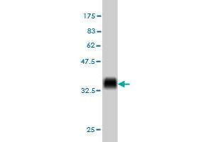 Western Blot detection against Immunogen (36. (KIT Antikörper  (AA 41-140))