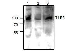AP26346PU-N: Western blot analysis of TLR3 expression in lysate from Jurkat cells (lane 1 & 2) and 3T3 cells (lane 3). (TLR3 Antikörper)