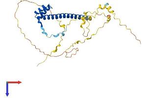 TLX3 Protein (AA 1-291) (His tag)
