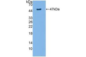 Western blot analysis of recombinant Rat AQP4. (Aquaporin 4 Antikörper  (AA 179-314))
