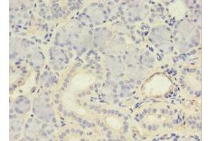 Immunohistochemistry of paraffin-embedded human pancreatic tissue using ABIN7146032 at dilution of 1:100 (MYCBP Antikörper  (AA 2-103))