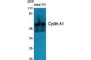Western Blot (WB) analysis of specific cells using Cyclin A1 Polyclonal Antibody. (Cyclin A1 Antikörper  (C-Term))