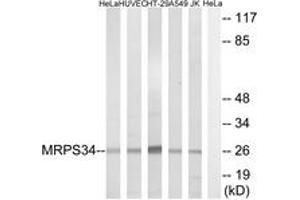 Western Blotting (WB) image for anti-Mitochondrial Ribosomal Protein S34 (MRPS34) (AA 169-218) antibody (ABIN2890414) (MRPS34 Antikörper  (AA 169-218))