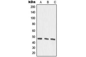 Western blot analysis of MMP27 expression in DLD (A), mouse kidney (B), rat kidney (C) whole cell lysates.