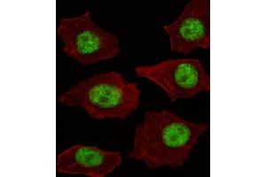 Immunofluorescence (IF) image for anti-LIM Domain Only 4 (LMO4) antibody (ABIN2995822) (LMO4 Antikörper)