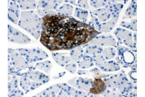 Anti- PRNP Picoband antibody,IHC(P) IHC(P): Mouse Pancreas Tissue (PRNP Antikörper  (AA 143-230))
