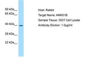 Image no. 1 for anti-Ankyrin Repeat and Sterile alpha Motif Domain Containing 1B (ANKS1B) (AA 182-231) antibody (ABIN6750005) (ANKS1B Antikörper  (AA 182-231))