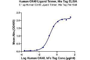 TNFSF4 Protein (Trimer) (His-DYKDDDDK Tag)