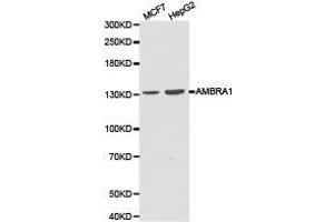 Western Blotting (WB) image for anti-Autophagy/beclin-1 Regulator 1 (AMBRA1) antibody (ABIN1870958) (AMBRA1 Antikörper)
