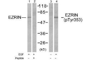 Image no. 1 for anti-Ezrin (EZR) (Tyr353) antibody (ABIN197259) (Ezrin Antikörper  (Tyr353))