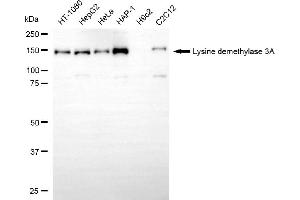 Western blotting analysis using lysine demethylase 3A antibody (ABIN7799300).