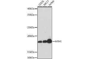 Western Blotting (WB) image for anti-Nudix (Nucleoside Diphosphate Linked Moiety X)-Type Motif 1 (NUDT1) antibody (ABIN1680628)