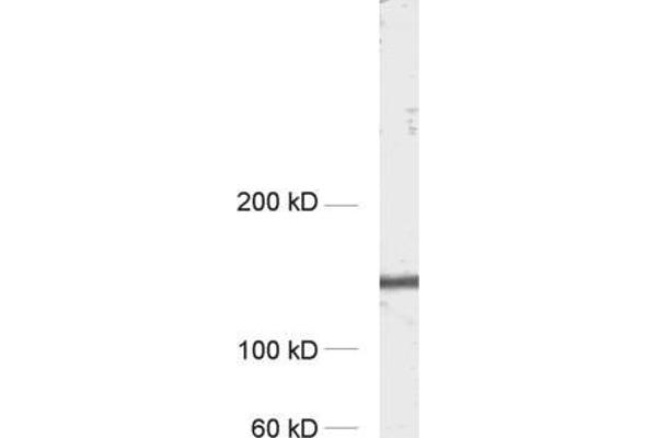 APBA1 Antikörper  (AA 2-265)