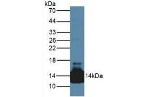 Figure. (Lacritin Antikörper  (AA 20-138))